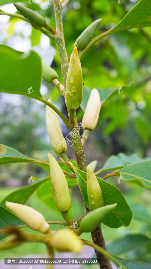 木兰花