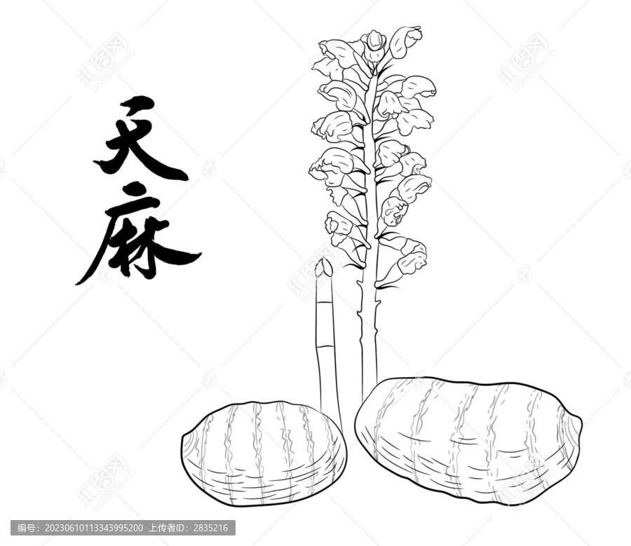 天麻線描