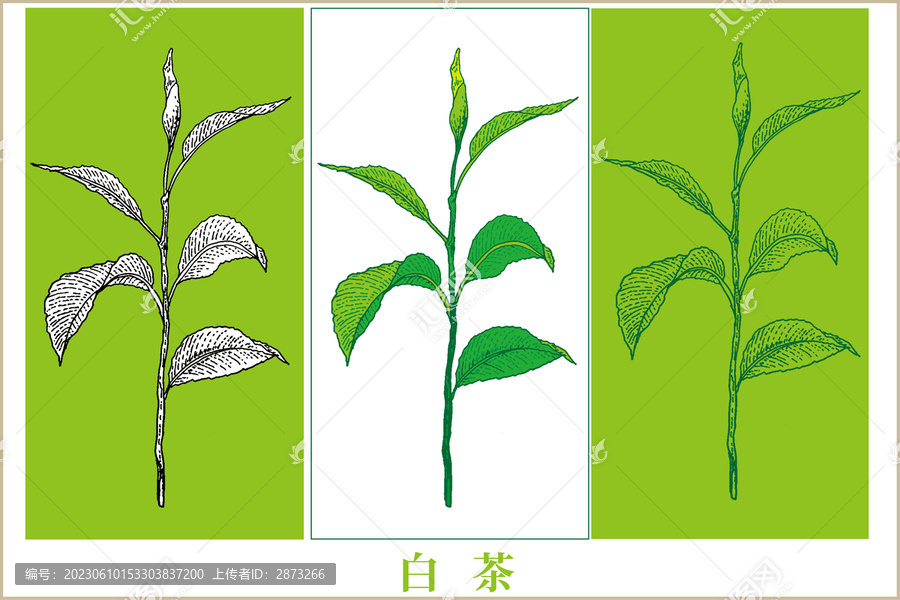 白茶