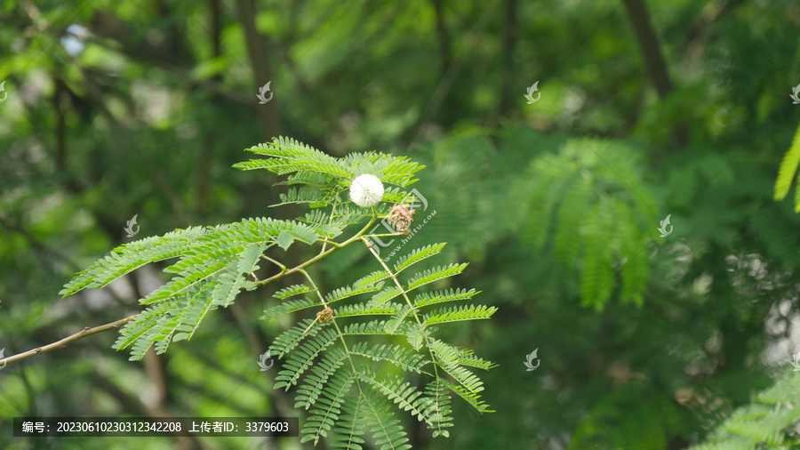 开花的银合欢