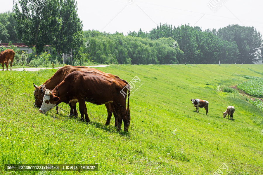 黄牛在吃草
