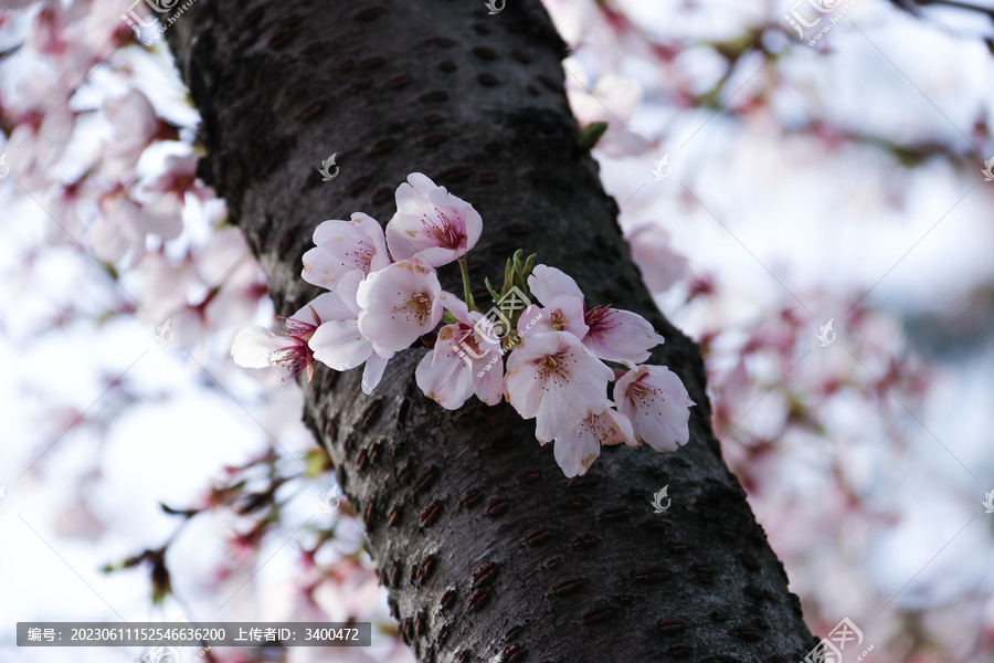 春季樱花特写