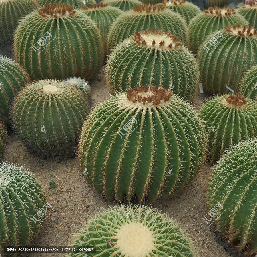 仙湖植物园沙漠植物区