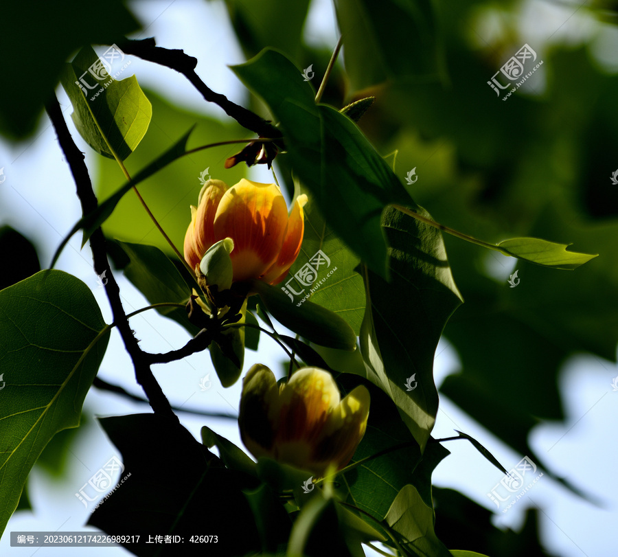 鹅掌楸树开花