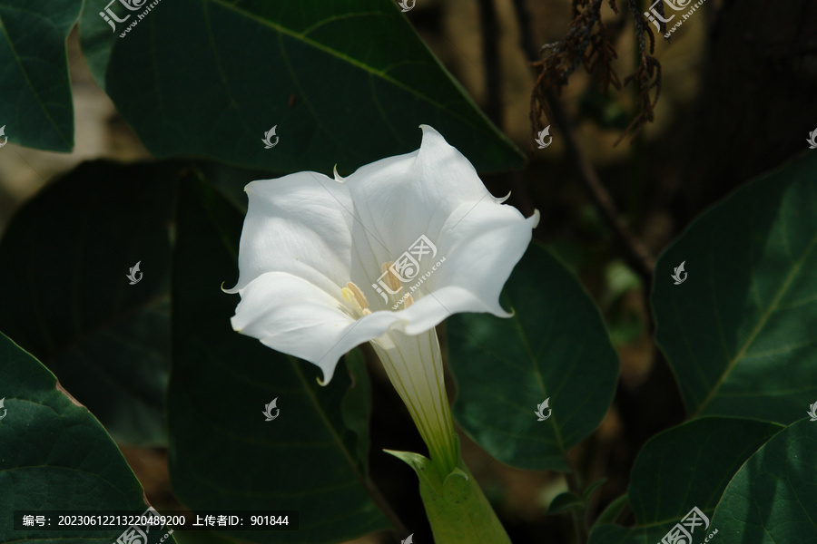 洋金花的漏斗状花冠