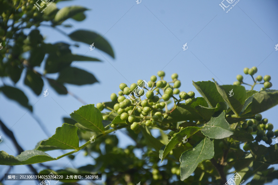 青花椒