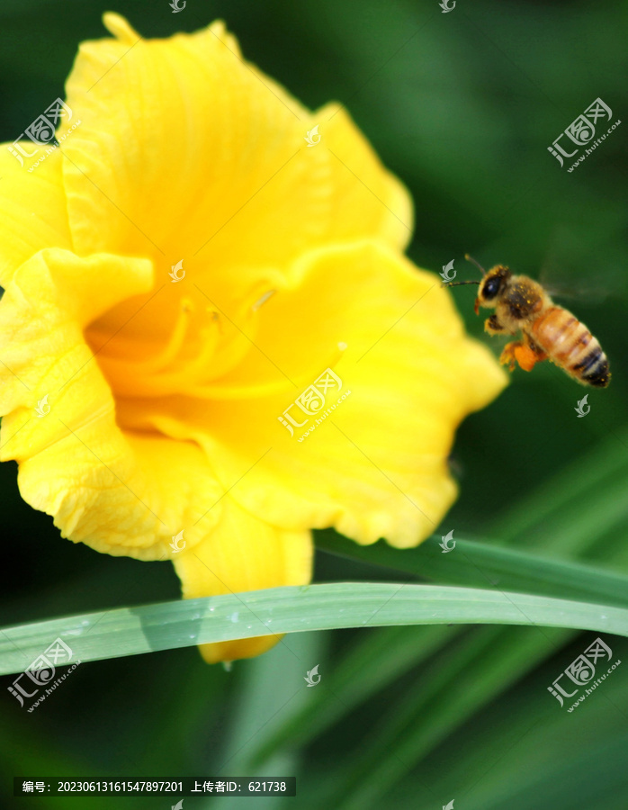 花间飞舞的蜜蜂