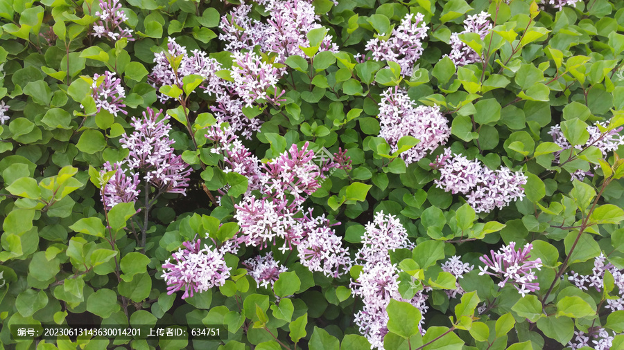 丁香花朵和绿叶