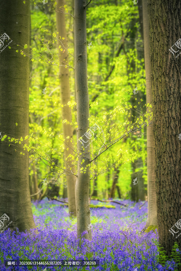 比利时布鲁塞尔蓝铃花森林