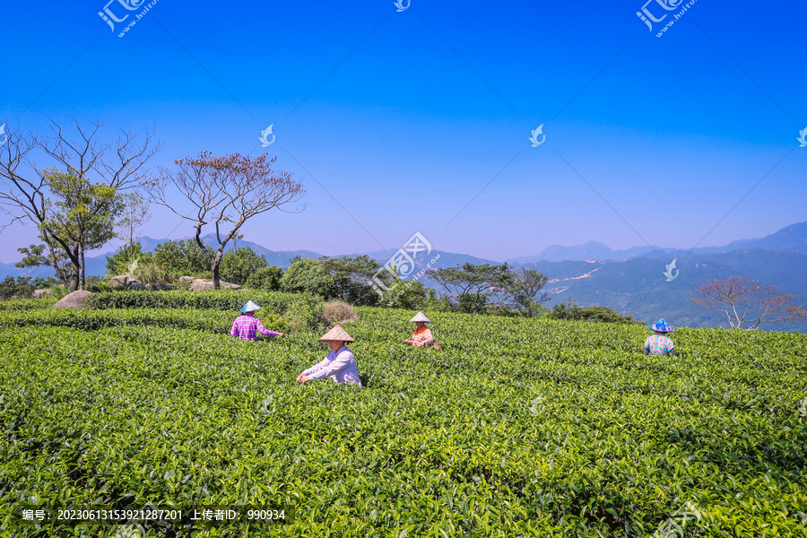 高山茶园