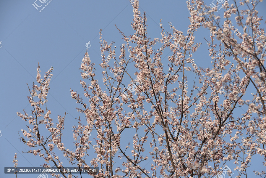 花枝