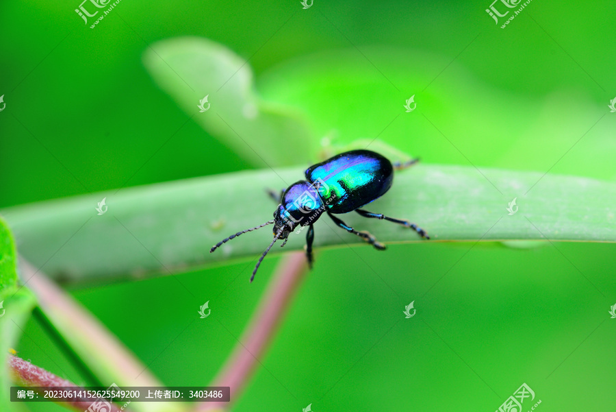 蓝色昆虫