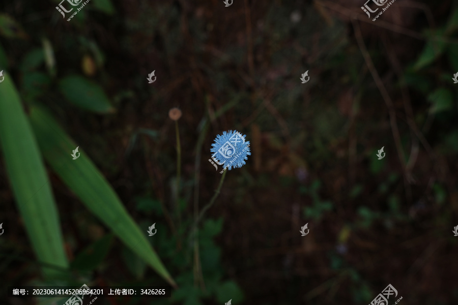 模糊背景下蓝花野茼蒿特写镜头