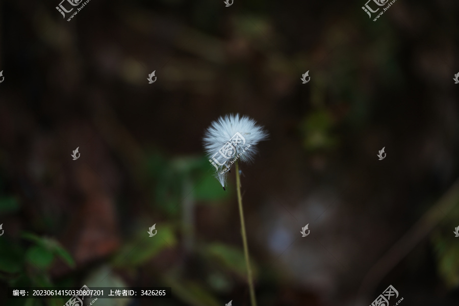 模糊背景下蒲公英特写镜头