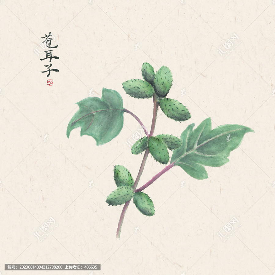 中藥材蒼耳子