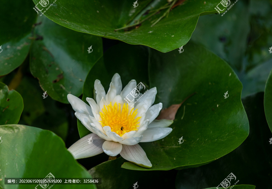 夏天盛开的荷花夏至莲花