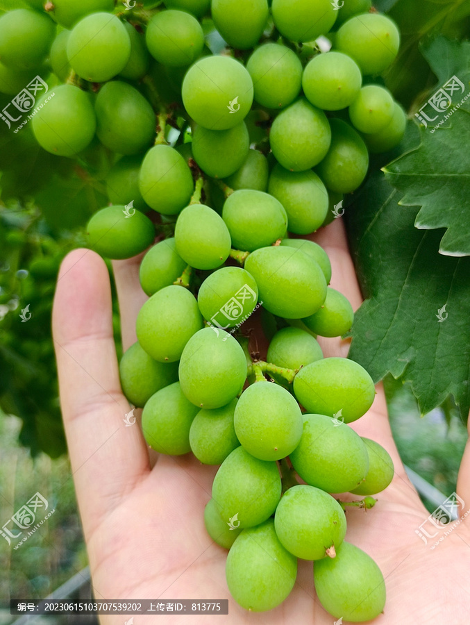未成熟绿葡萄