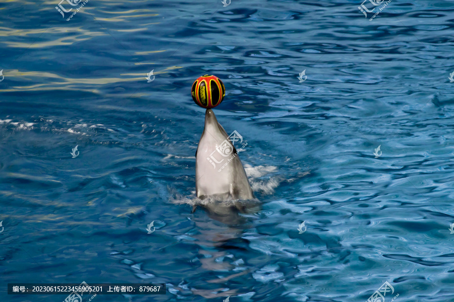 海豚顶球
