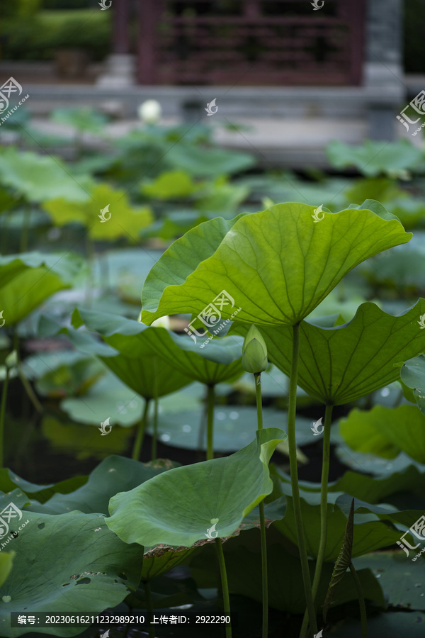 荷花池