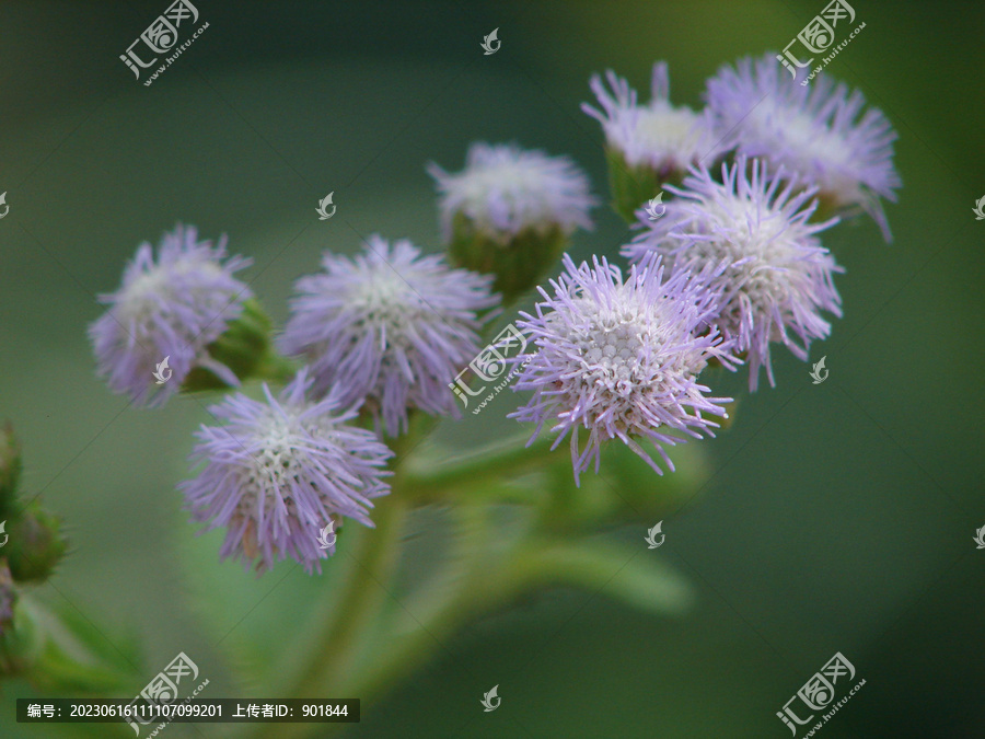 藿香蓟的淡紫色花冠