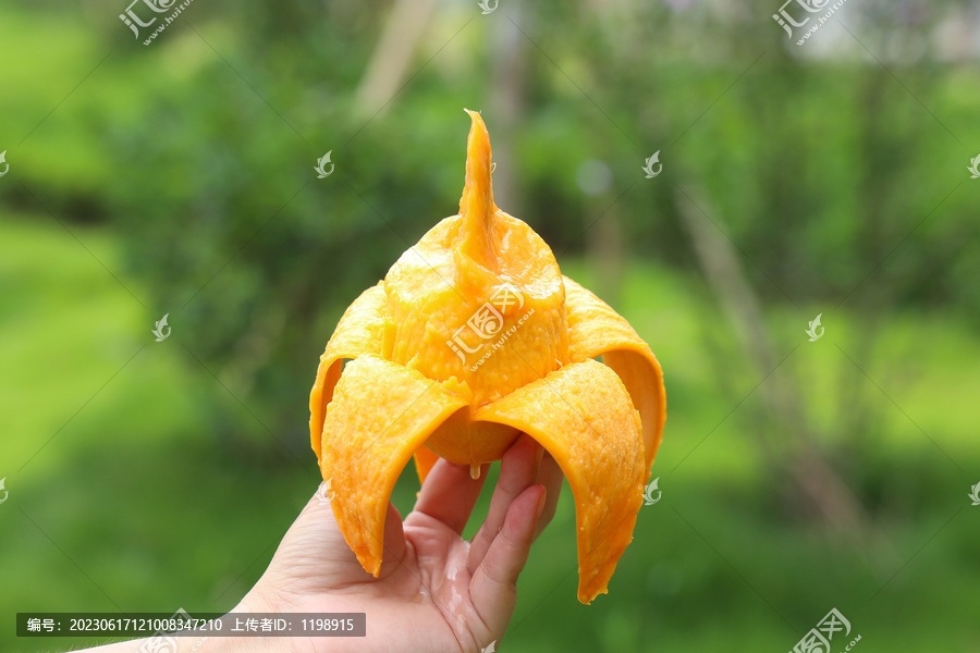 台农芒果