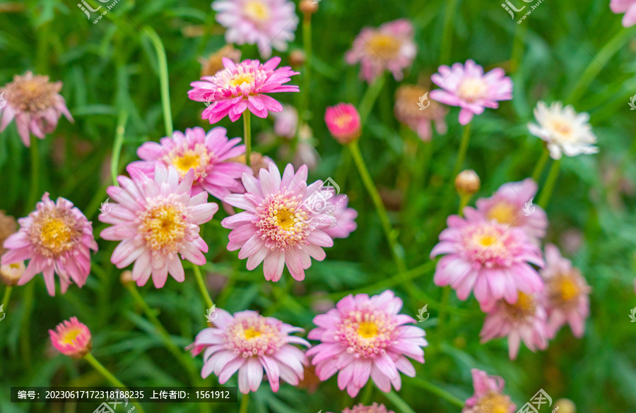 雏菊