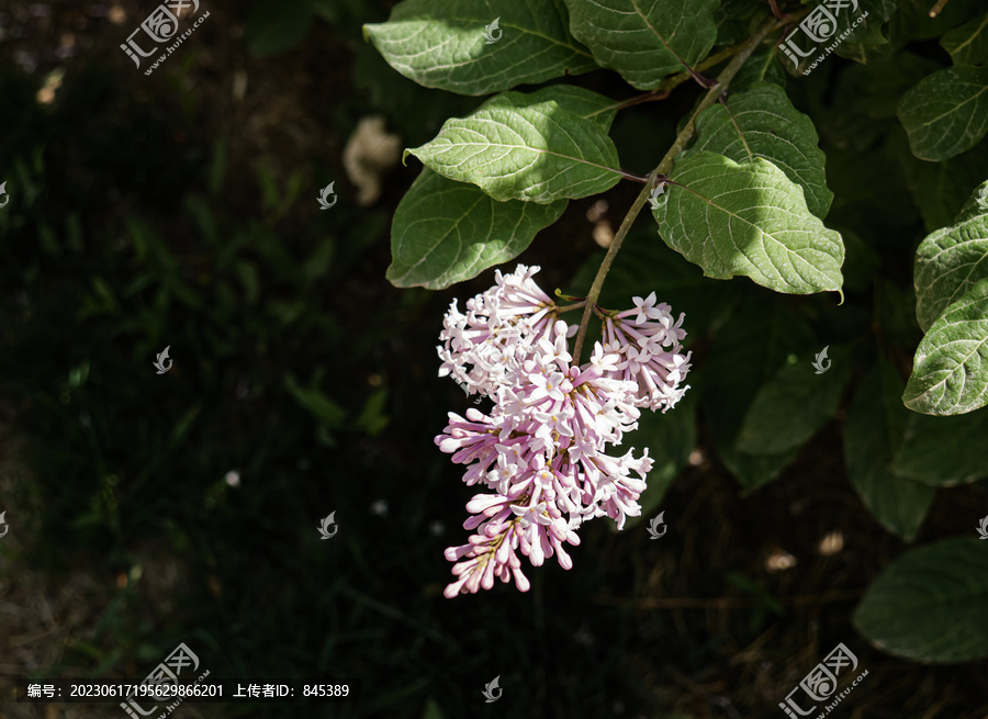 红丁香花枝