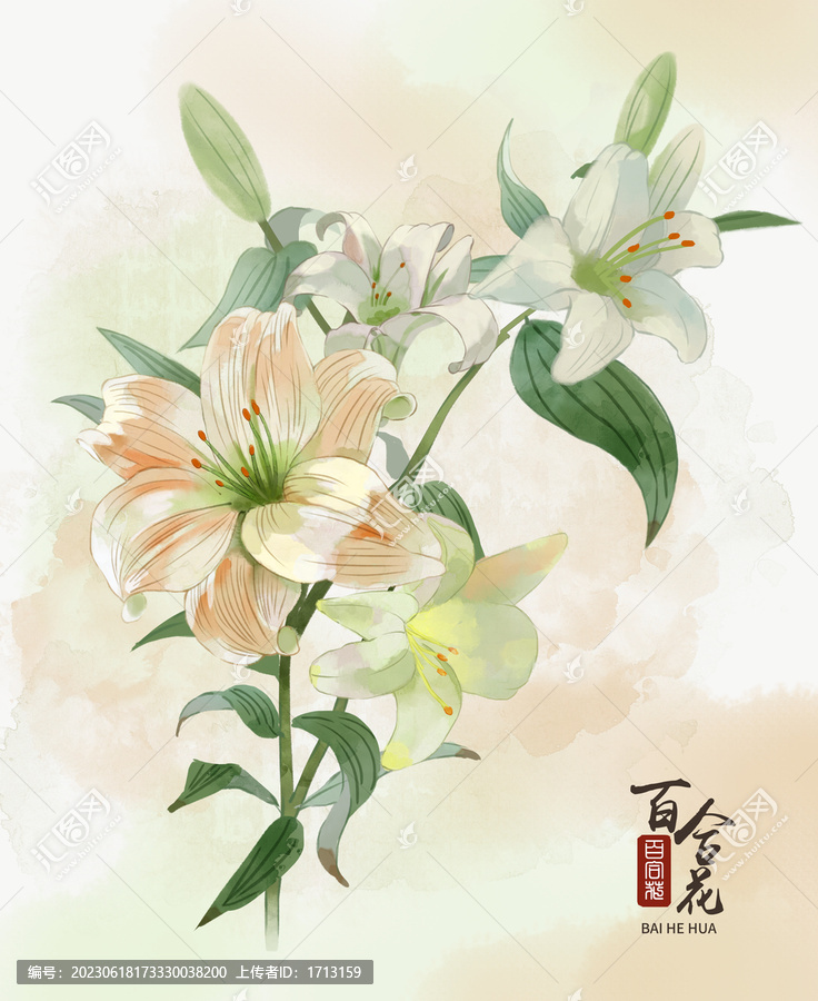 百合花