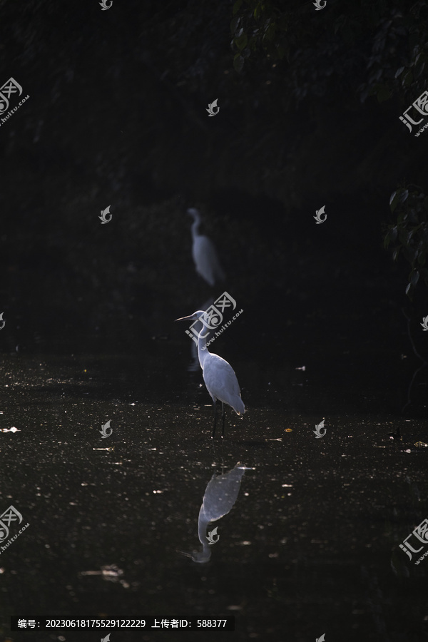 湿地沼泽白鹭栖息地