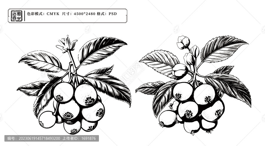枇杷版畫插畫