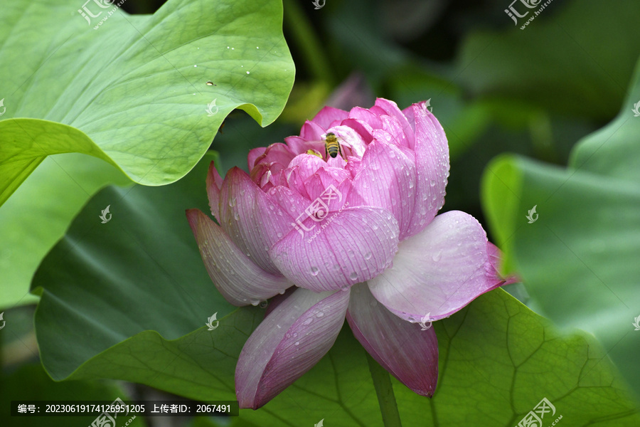 山东枣庄公园挂满雨珠的红荷花