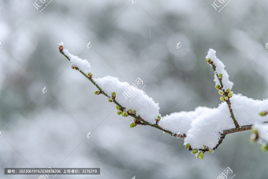 雪天腊梅枝条花蕾嫩芽雪景