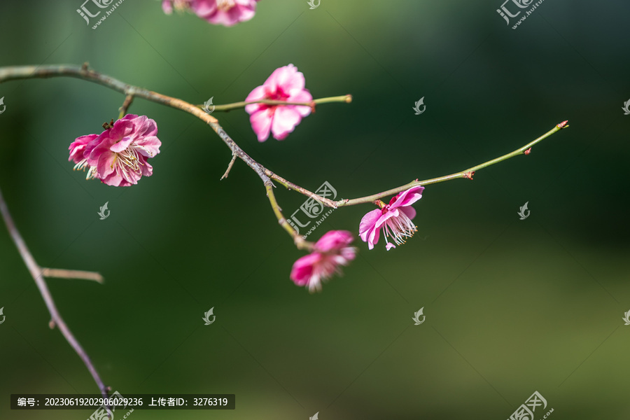 梅花花蕊枝条唯美图片