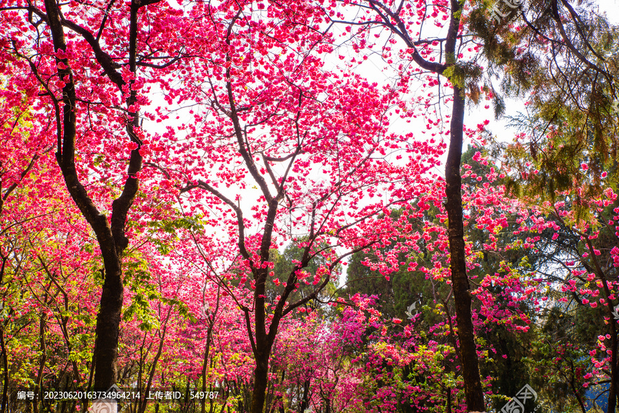 云南樱花树