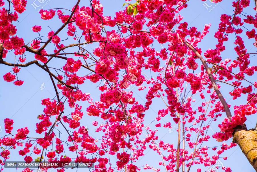 花枝