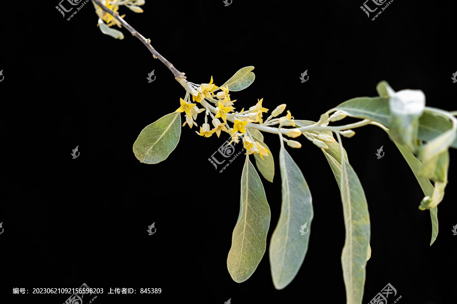 黑背景沙枣花枝