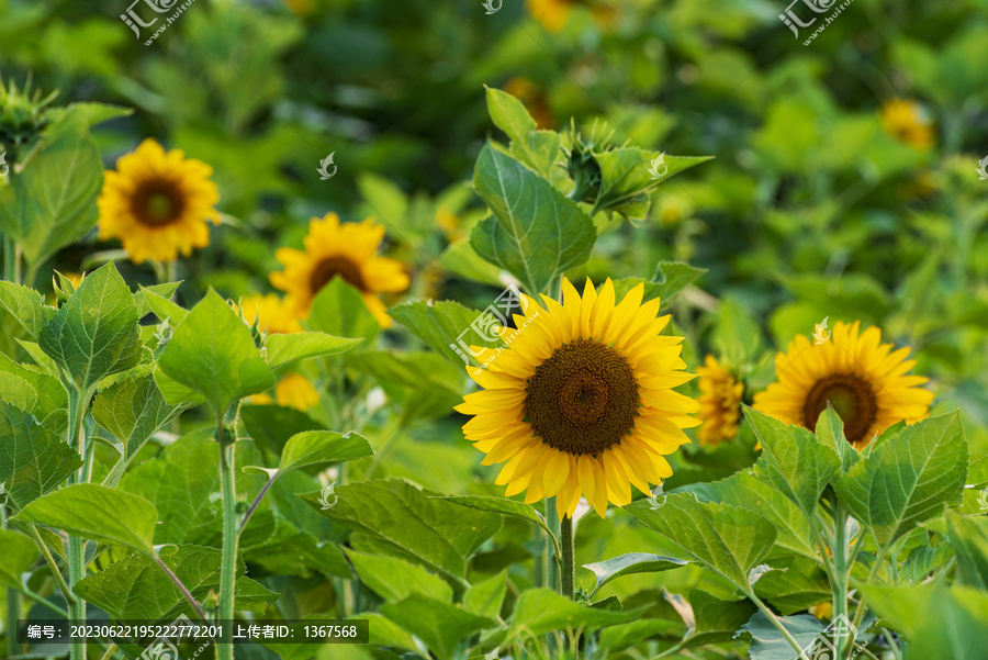 葵花