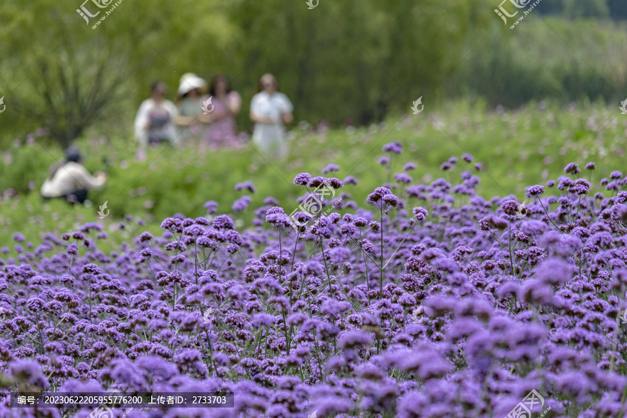 紫色马鞭草