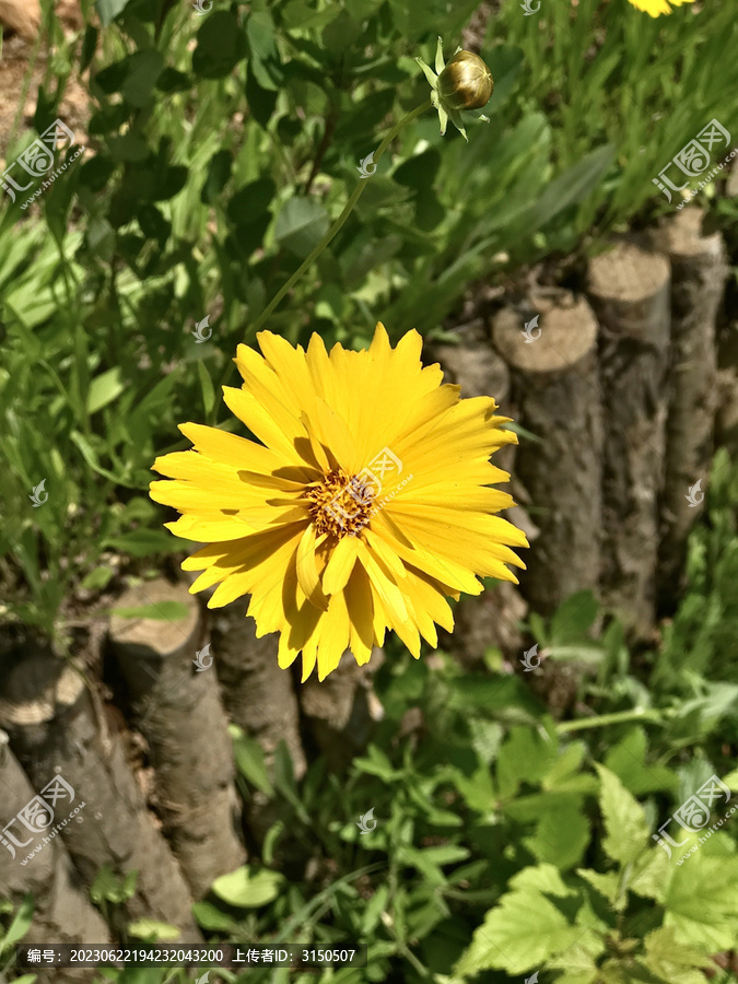 金鸡菊