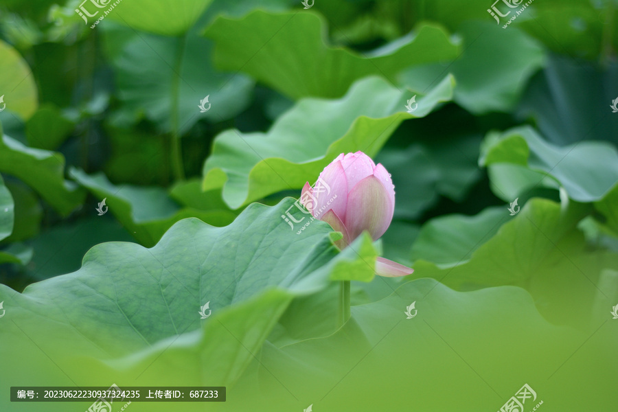 盛开的荷花