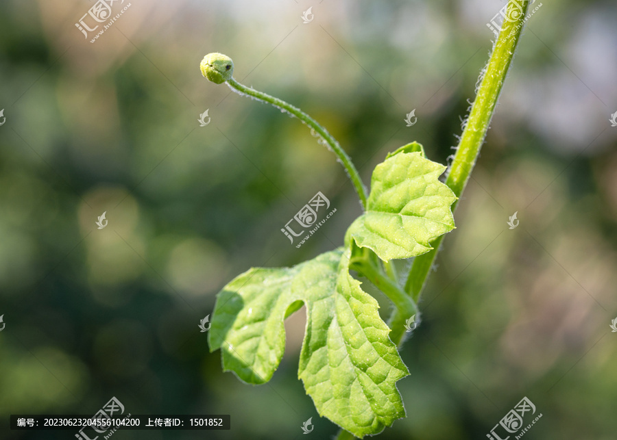 生机勃勃的苦瓜花蕾