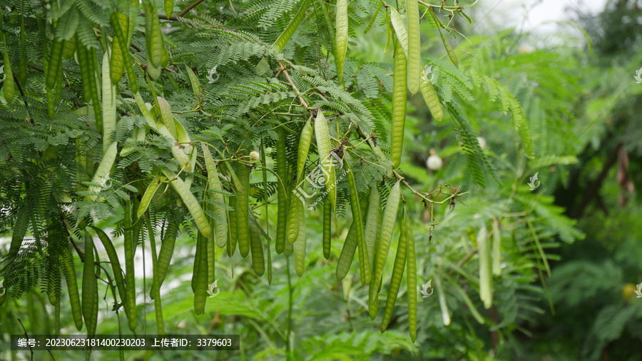 银合欢带状荚果