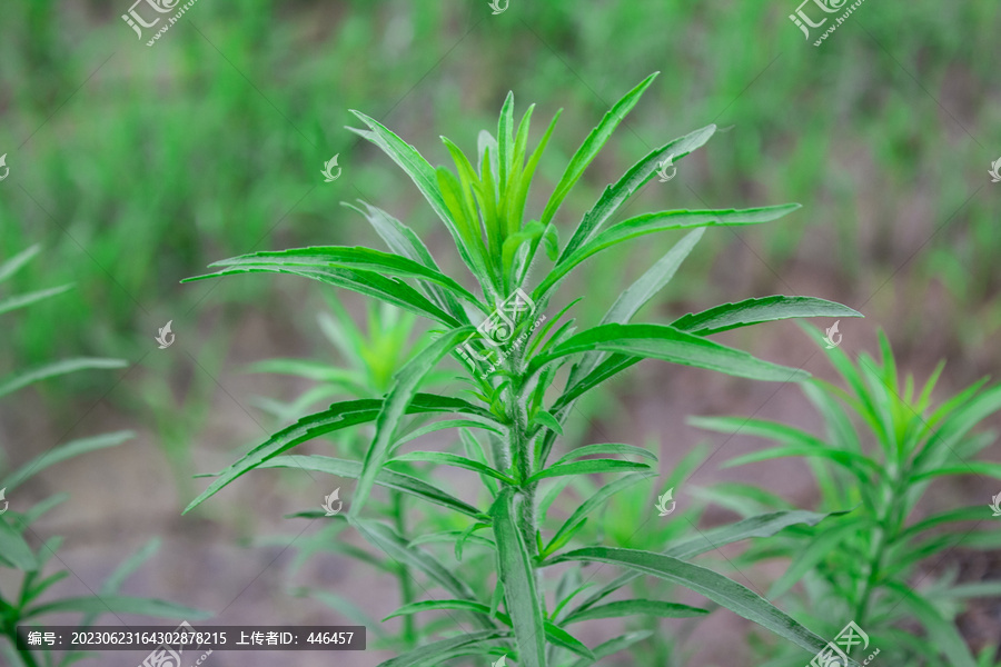 小蓬草