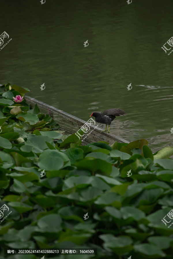 红骨顶鸡