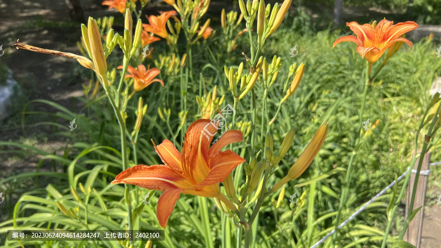 萱草花