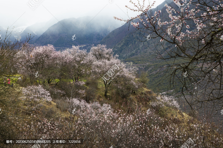 野桃花观赏圣地索松村56