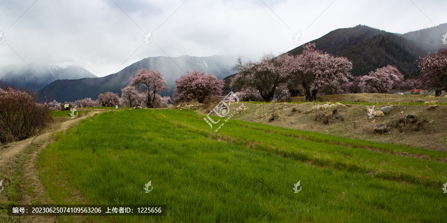 野桃花观赏圣地索松村57