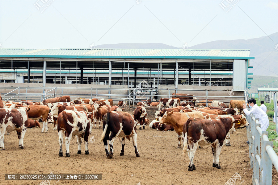 肉牛养殖基地