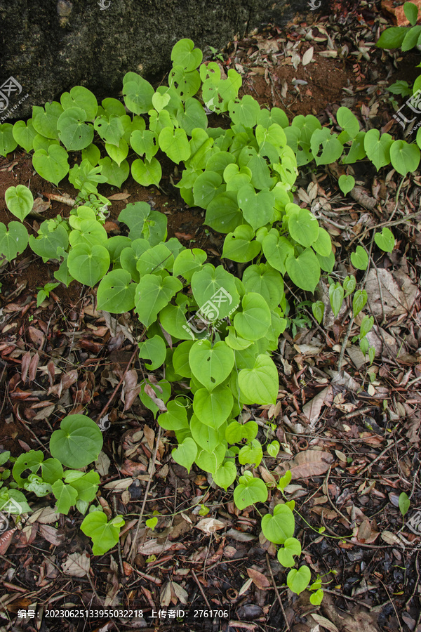 野生植物