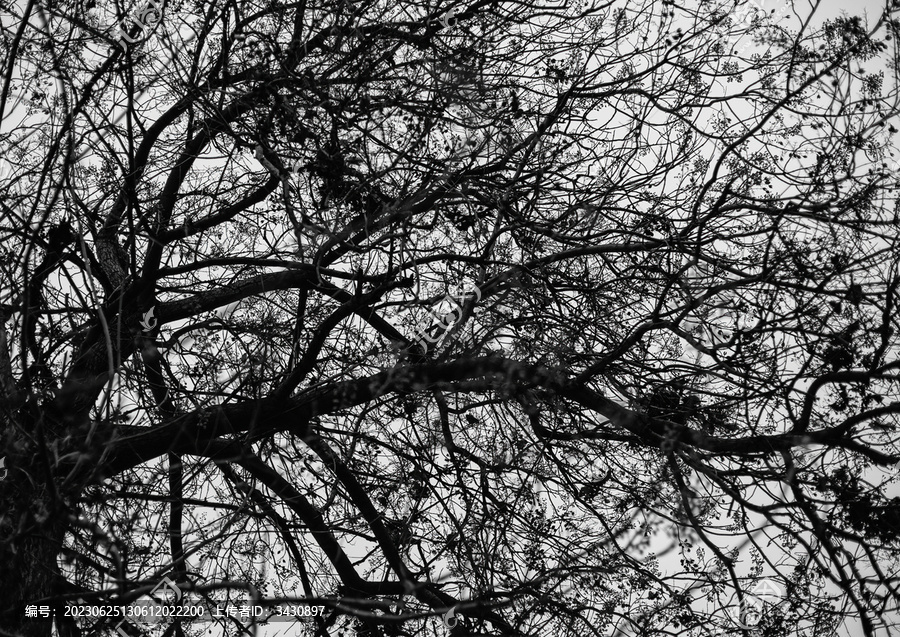 大树的黑白照